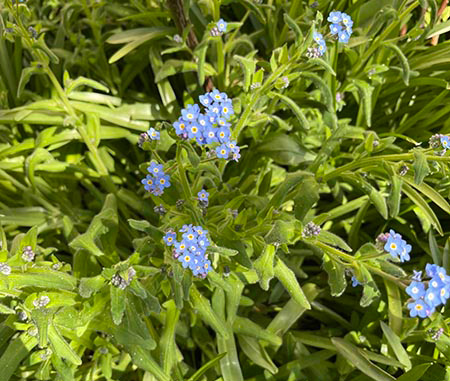 pet safe flowers forget me nots perennial