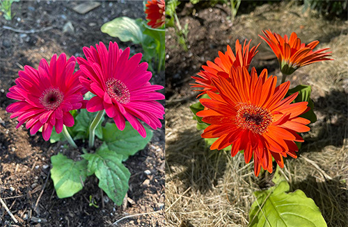 pet safe flowers gerbera daisies