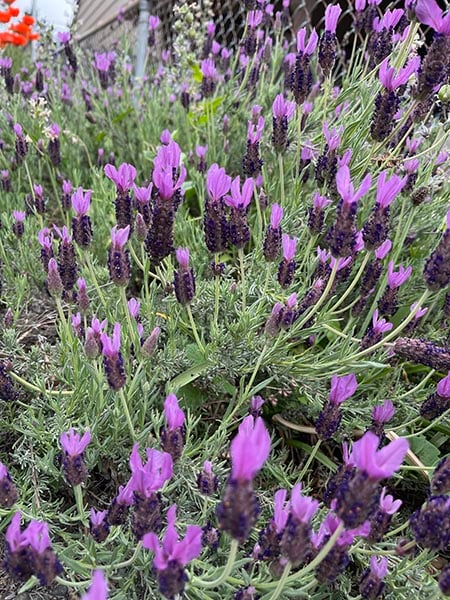 pet safe flowers lavender
