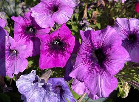 pet safe flowers purple petunias