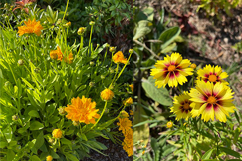 pet safe flowers two kinds of coreopsis