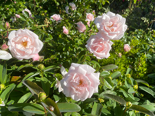 pet safe garden roses