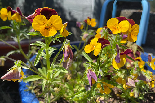 pet safe potted violas