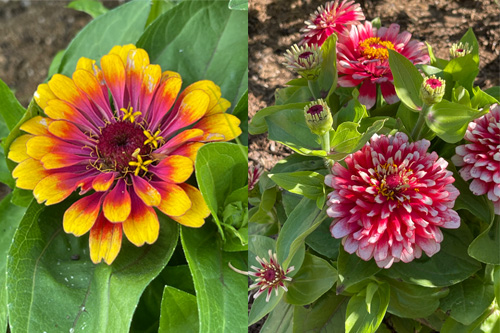 pet safe zinnias