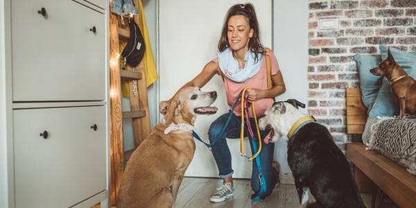 pet sitter taking dogs for walk