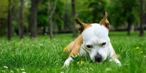 pit bull eating grass