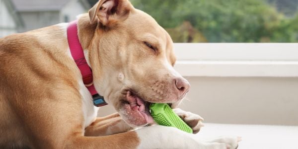 pitbull mix chewing on a toy