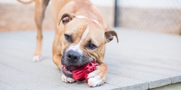 pitbull mix dog chewing on a chew toy