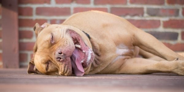 pitbull mix dog panting and lying down