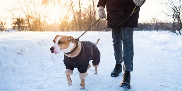 pitbull terrier mix dog in coat walking in the snow
