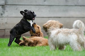 playing-puppies-790638