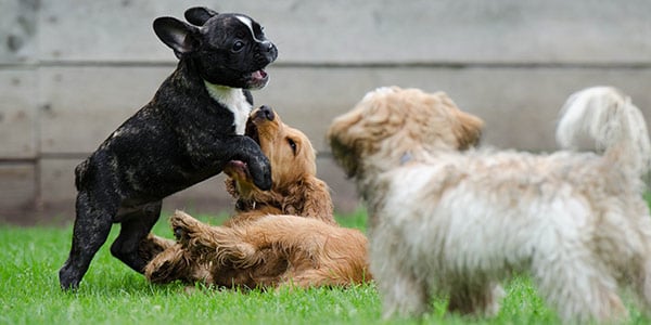 two puppies wrestling while a third puppy watches