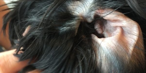 plucking dogs inner ear