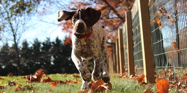 pointer puppy running outside