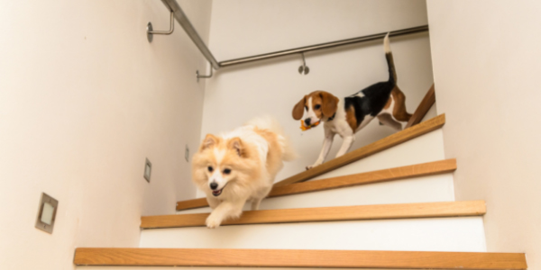 pomeranian and beagle running together down stairs