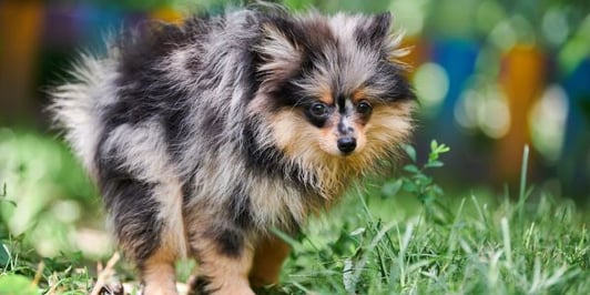 pomeranian mixed puppy pooping in the garden-shutter