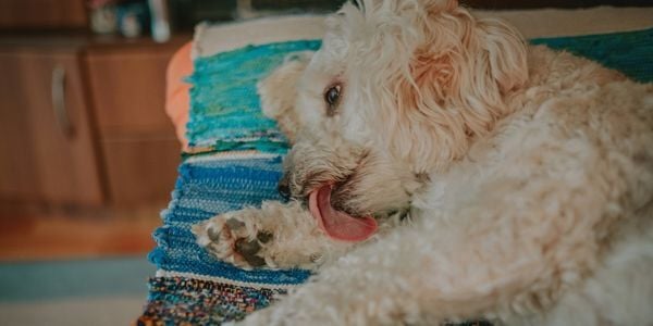 obsessive licking in dogs