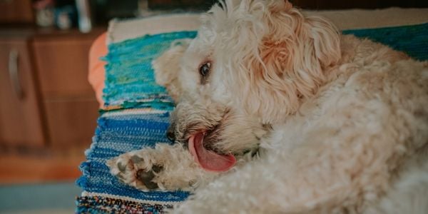 poodle lying down licking front leg hot spot-canva