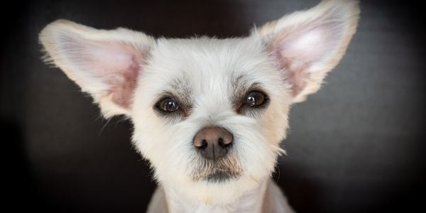 poodle mix with perky ears