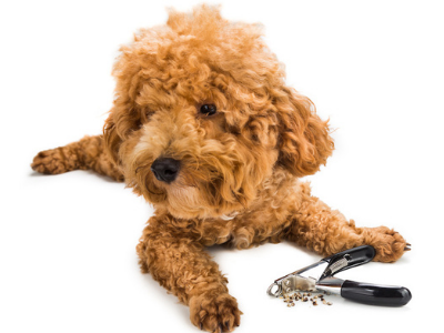 poodle with nail trimmer and clippings
