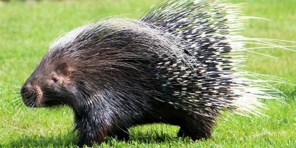 What to do if porcupine quills pierce your dog