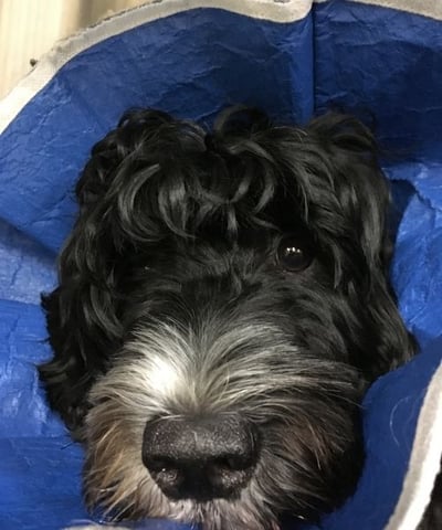 portuguese water dog in a soft sided cone