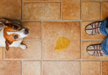 how to potty train an adult cat