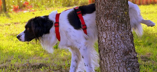 how train dog to poop outside