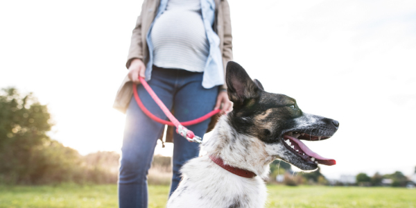 preparing your pets for when a baby arrives