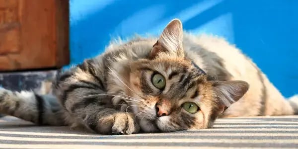 pretty cat lounging on the floor