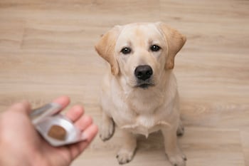 preventative pill for dog
