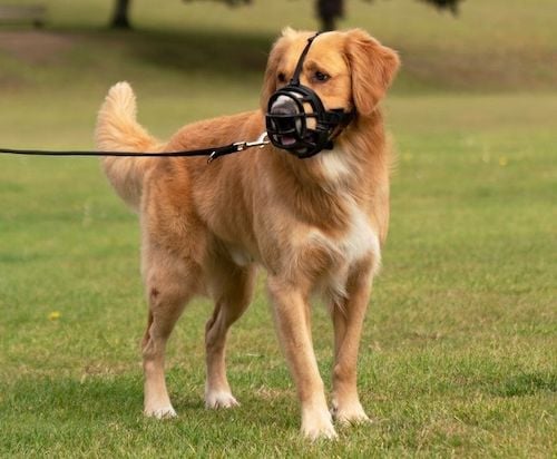 product baskerville ultra dog muzzle