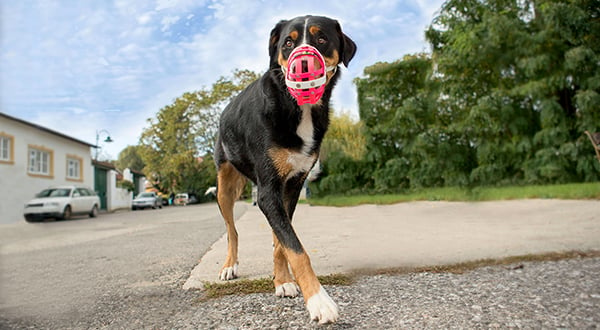 product bumas dog muzzle