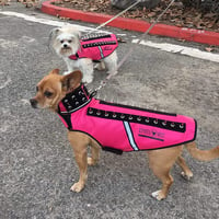 coyotevest spike vest for dogs