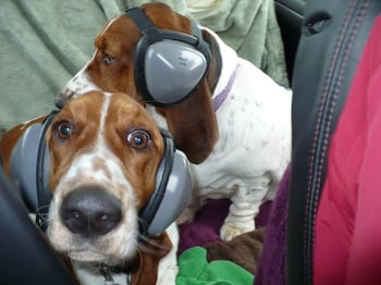 product mutt muffs