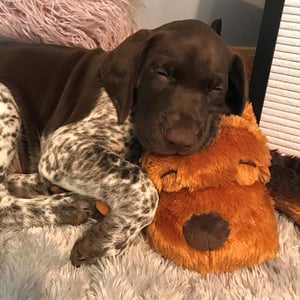 Puppy sleeping with Snuggle Puppy