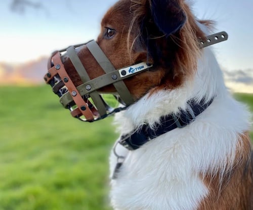 product trust your dog muzzle