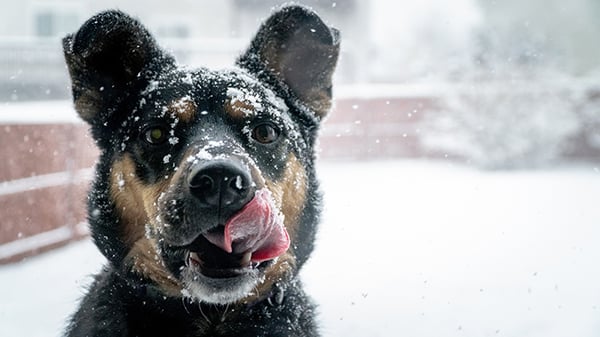 protect your dogs paws in winter