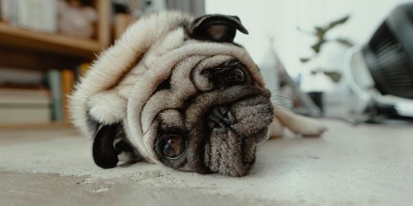 Food Bloat in Dogs: Did Your Dog Eat Too Much? | Preventive Vet