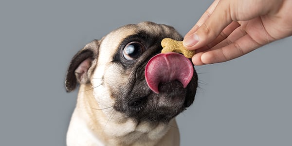 pug licking at treat held above their nose