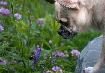 pugle dog looking at bee on flower