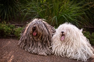 two puli dogs with corded coats