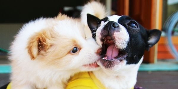 puppies playing at boarding facility