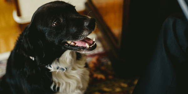 dog practicing come when call indoors