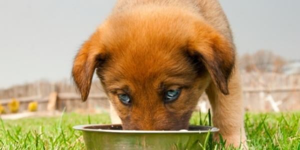 puppy eating from food bowl