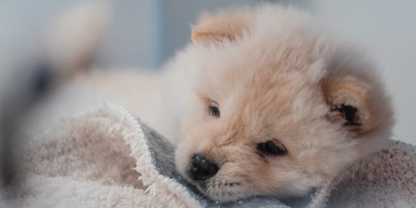 puppy has no appetite