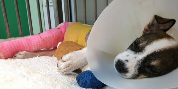 puppy hit by car after surgery wearing a cone