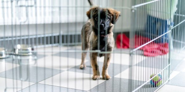 puppy in puppy playpen with toy