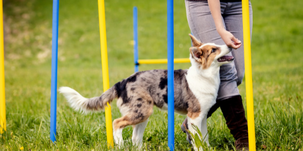 puppy in training class learning agility weaves