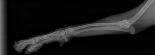 puppy leg x ray with open growth plates